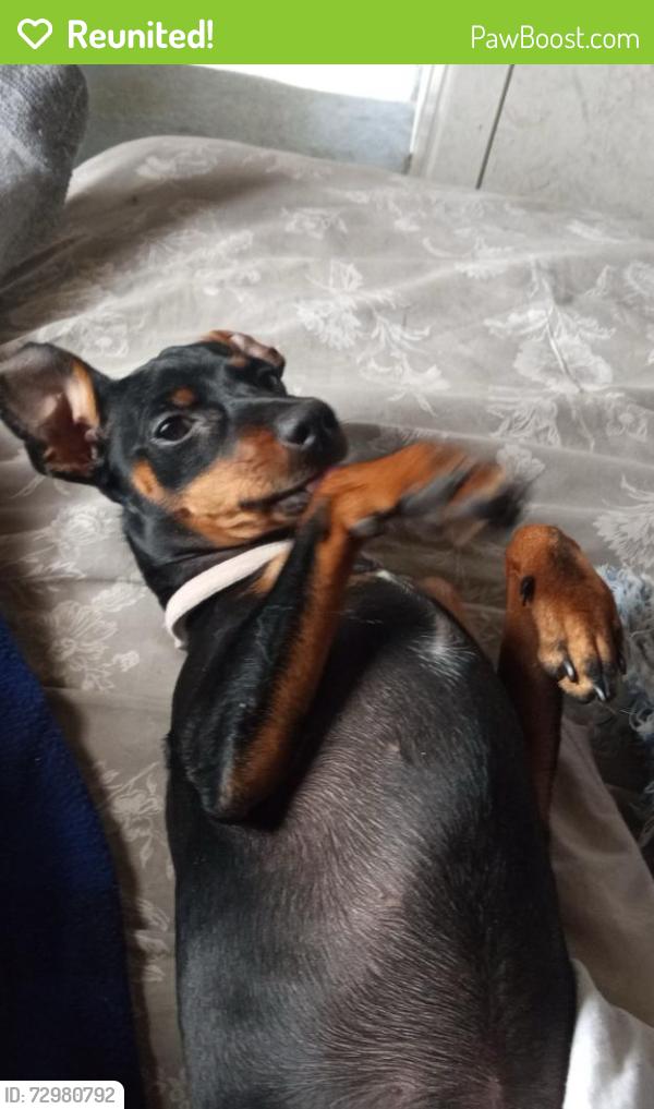 Reunited Female Dog last seen I-70 and peoria, Aurora, CO 80011