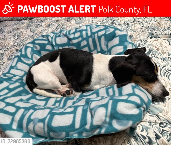 Lost Female Dog last seen Plantation drive and Coronet road, Polk County, FL 33811