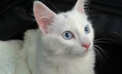 Reunited Male Cat last seen Devore Road and Santa Fe Road, San Bernardino, CA 92407