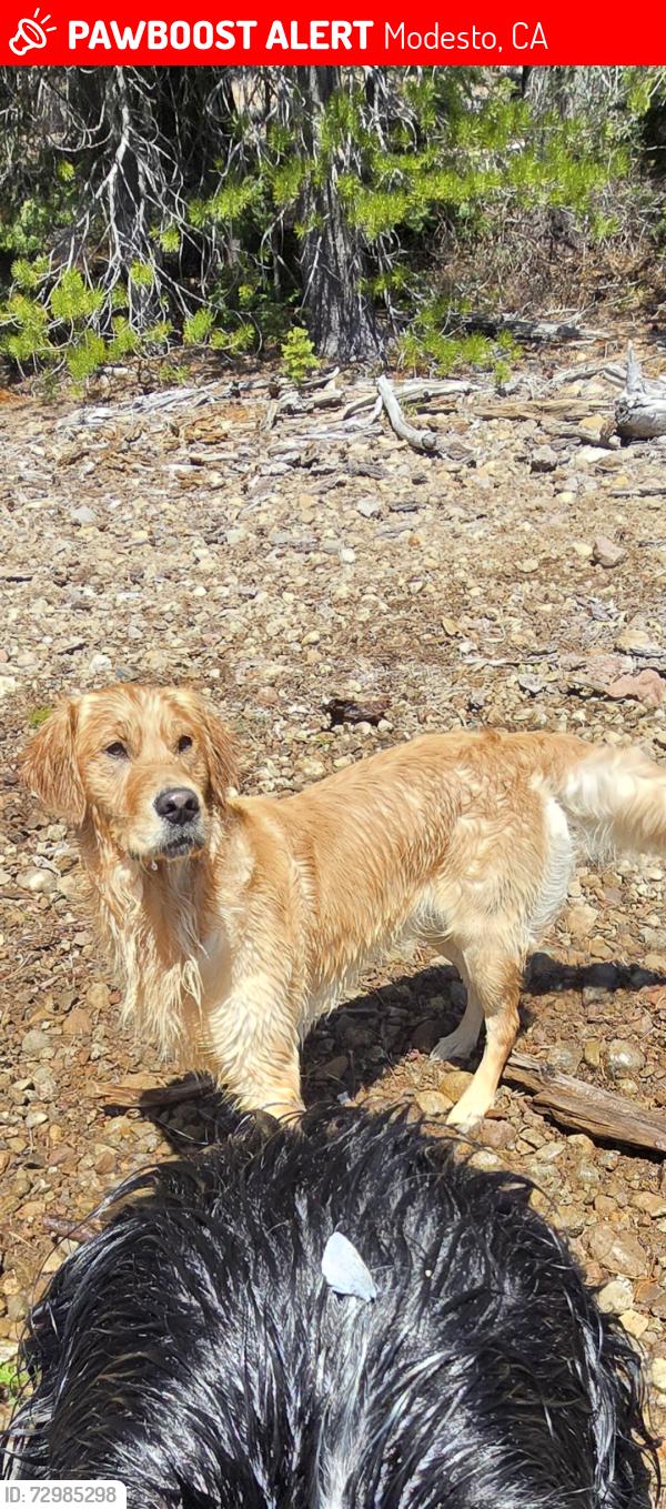 Lost Male Dog last seen McHenry/Sunrise/Norwegian , Modesto, CA 95350