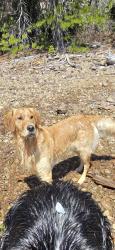 Lost Male Dog last seen McHenry/Sunrise/Norwegian , Modesto, CA 95350