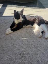 Found/Stray Unknown Cat last seen Boudinot, Burlington Township, NJ 08016