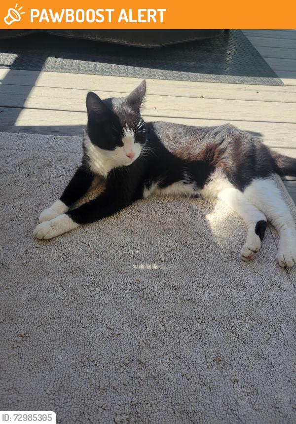 Found/Stray Unknown Cat last seen Boudinot, Burlington Township, NJ 08016