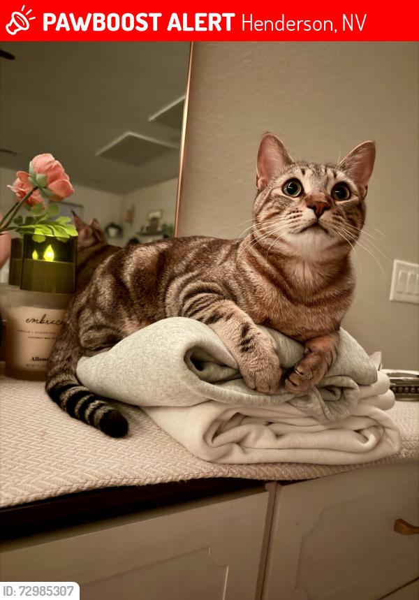 Lost Male Cat last seen Via Firenze subtle color , Henderson, NV 89044