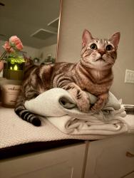 Lost Male Cat last seen Via Firenze subtle color , Henderson, NV 89044