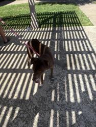 Reunited Female Dog last seen Old Denton rd, Carrollton, TX 75010