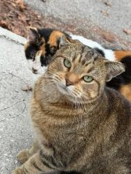 Lost Male Cat last seen Losco and Thoreau, Eleven 22 In Mandarin, Jacksonville, FL 32257