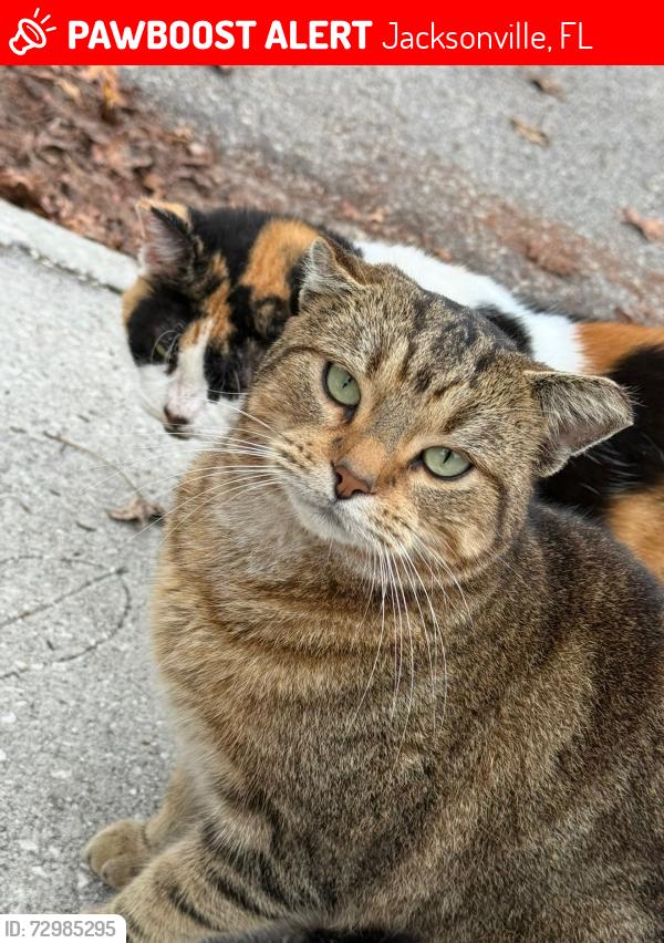 Lost Male Cat last seen Losco and Thoreau, Eleven 22 In Mandarin, Jacksonville, FL 32257