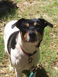 Lost Male Dog last seen Lee street , Leesburg, FL 34748