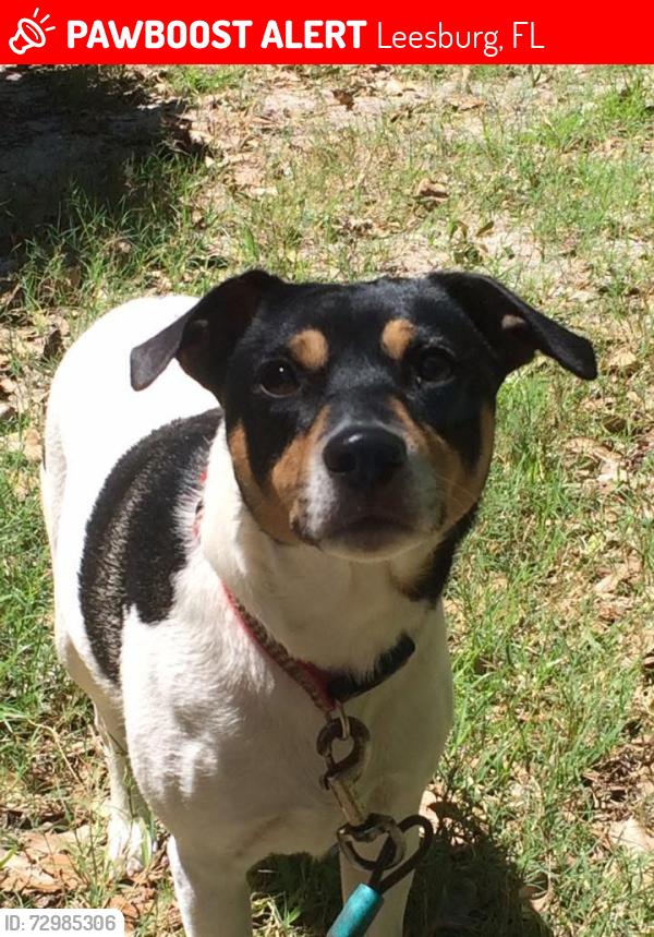 Lost Male Dog last seen Lee street , Leesburg, FL 34748