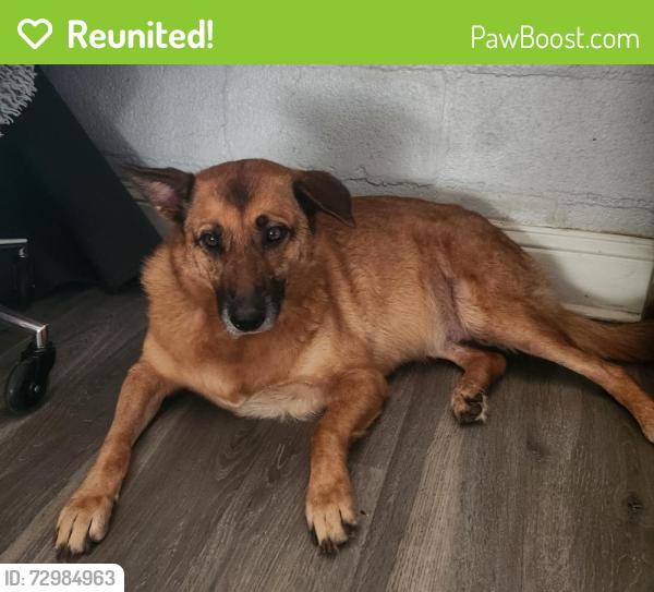 Reunited Female Dog last seen Near campus, San Marcos, TX 78666