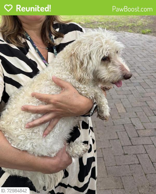 Reunited Male Dog last seen Welch and Harvest Hill, Dallas, TX 75244