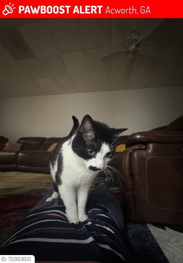 Lost Male Cat last seen Near Thornwood Cove NW - Thornwood Subdivision, Acworth, GA 30102