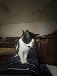 Lost Male Cat last seen Near Thornwood Cove NW - Thornwood Subdivision, Acworth, GA 30102
