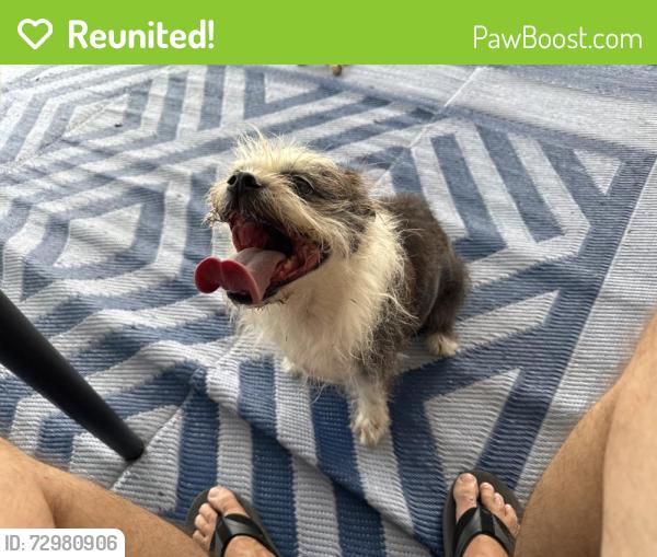 Reunited Female Dog last seen Near NW 23rd St 33063, Margate, FL 33063