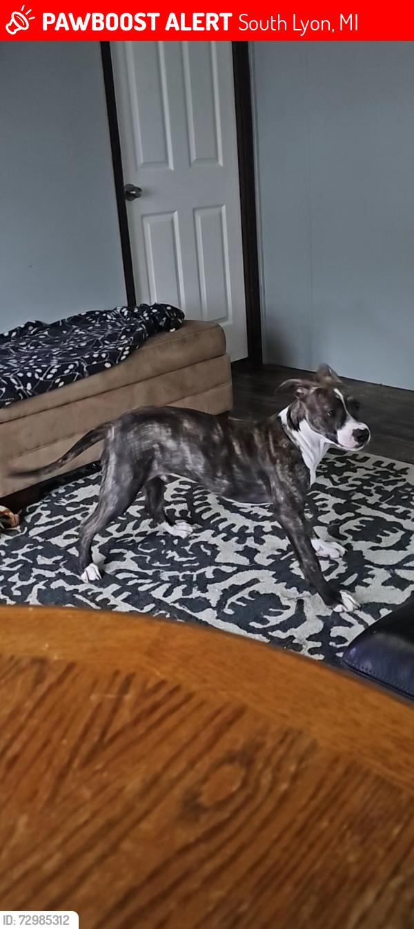 Lost Male Dog last seen Griswold In-between 8mile and 9 mile in south lyon michigan, South Lyon, MI 48178