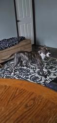 Lost Male Dog last seen Griswold In-between 8mile and 9 mile in south lyon michigan, South Lyon, MI 48178