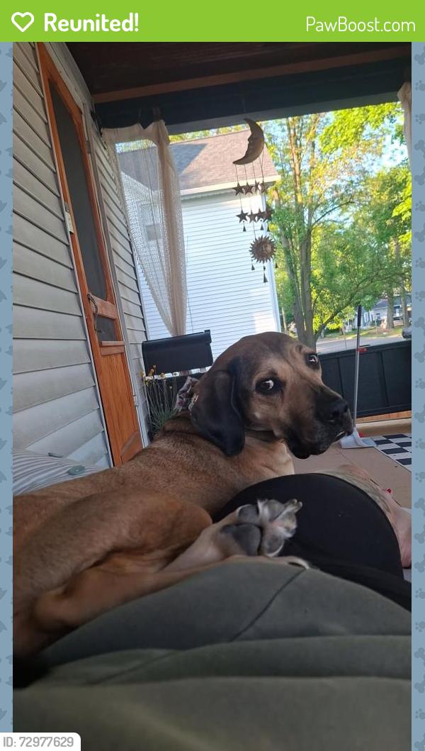 Reunited Female Dog last seen S Mason St and Van Buren headed North on sidewalk, Saginaw, MI 48602