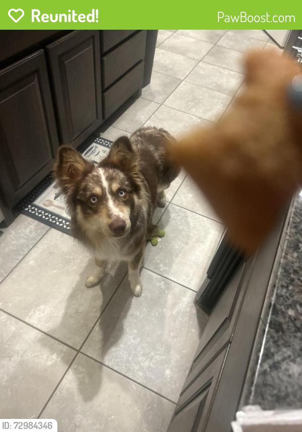 Reunited Male Dog last seen Pendennis dr, Saginaw, TX 76131