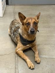 Reunited Female Dog last seen K street Grant, San Bernardino, CA 92405