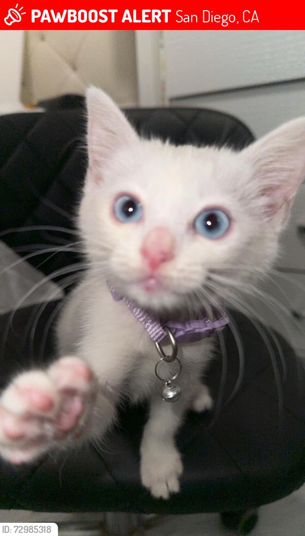 Lost Female Cat last seen North Clairemont , San Diego, CA 92117