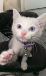 Lost Female Cat last seen North Clairemont , San Diego, CA 92117