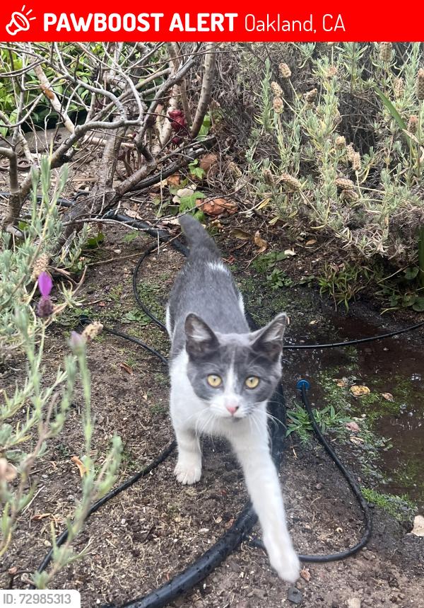 Lost Female Cat last seen Broadway Terrace, near Ostrander Park , Oakland, CA 94618