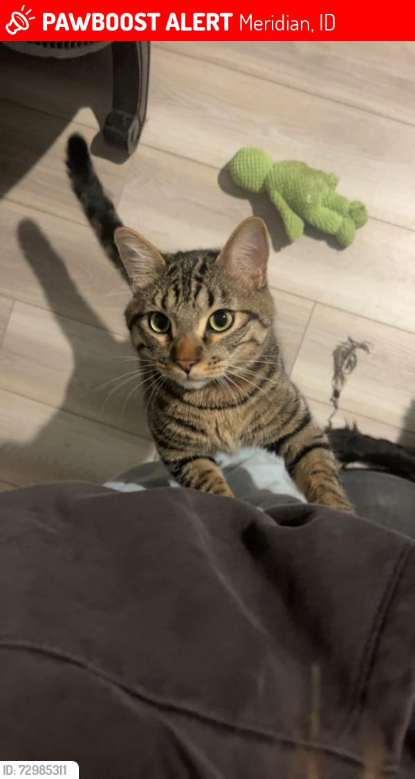 Lost Male Cat last seen Behind owyhee high school , Meridian, ID 83646