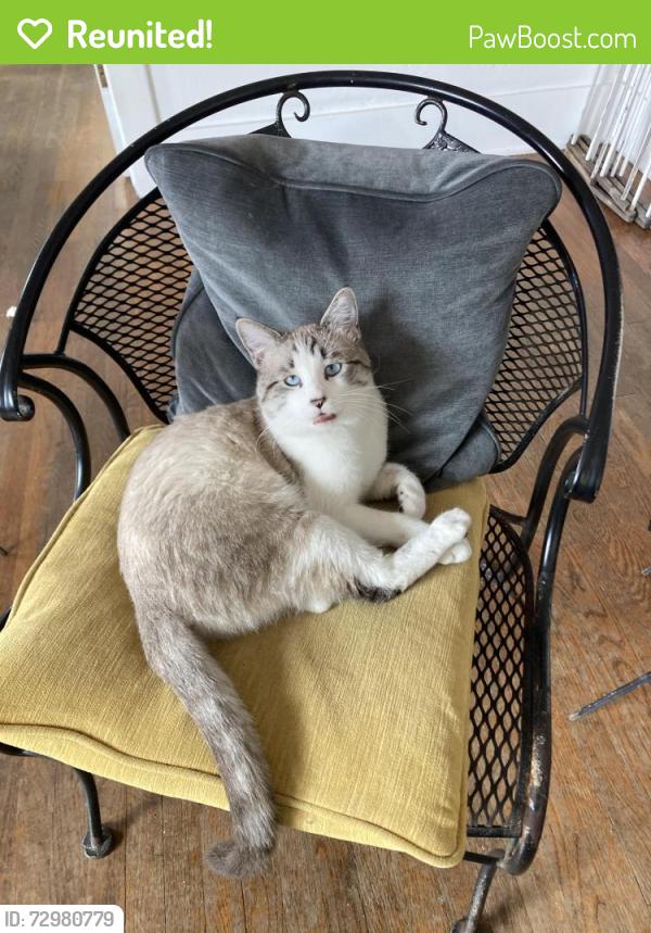 Reunited Male Cat last seen Wightman & Villa Terrace, San Diego, CA 92104