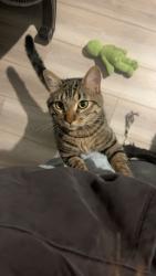 Lost Male Cat last seen Behind owyhee high school , Meridian, ID 83646