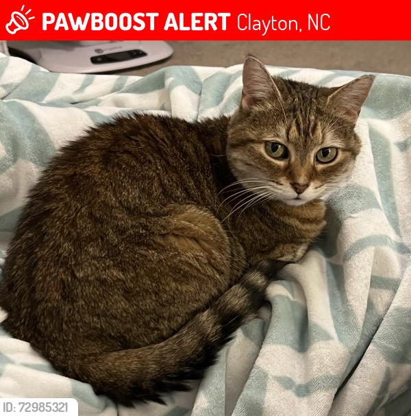 Lost Female Cat last seen Cleveland school road , Clayton, NC 27520