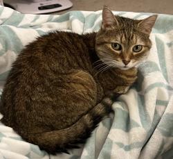 Lost Female Cat last seen Cleveland school road , Clayton, NC 27520