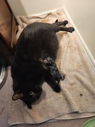Lost Female Cat last seen Veterans and Trafalgar , London, ON N5V
