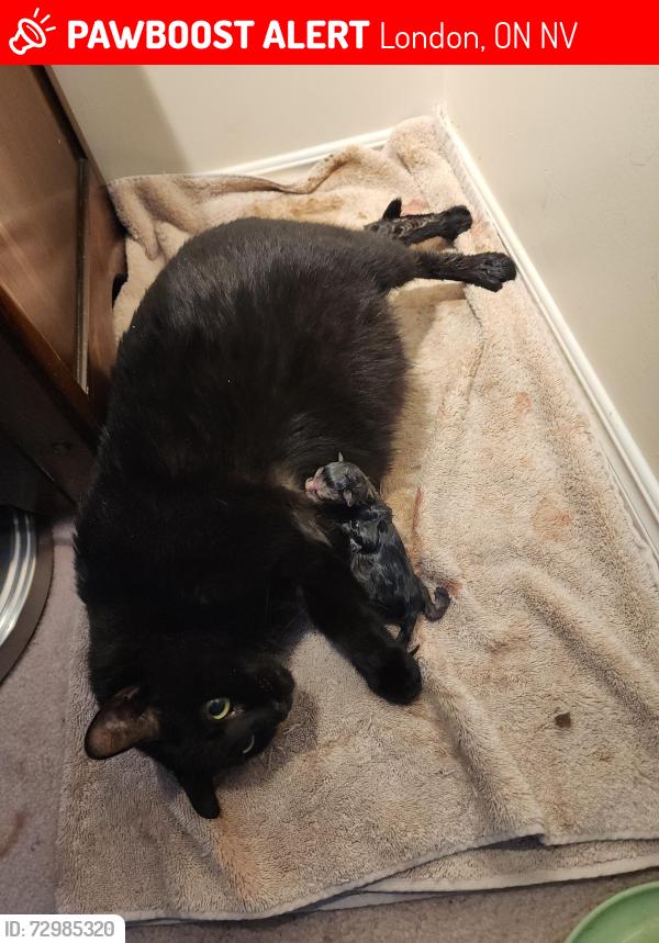 Lost Female Cat last seen Veterans and Trafalgar , London, ON N5V