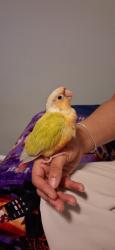 Lost Unknown Bird last seen Near Favor Rd SW Marietta GA 30060, Marietta, GA 30060
