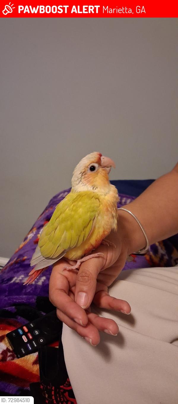 Lost Unknown Bird last seen Near Favor Rd SW Marietta GA 30060, Marietta, GA 30060
