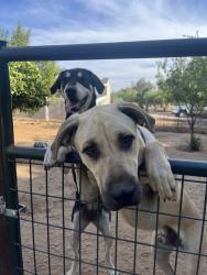 Reunited Male Dog last seen Near Yates Rd, Winchester, CA 92596, USA, Winchester, CA 92596