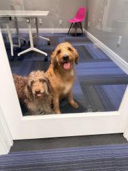 Found/Stray Male Dog last seen Duval street/Tate’s creek area, Lexington, KY 40515