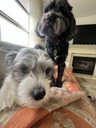 Reunited Female Dog last seen going south on manor lane in Jamesport, Riverhead, NY 11901
