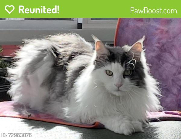 Reunited Female Cat last seen Northwood drive, Alameda, CA 94501