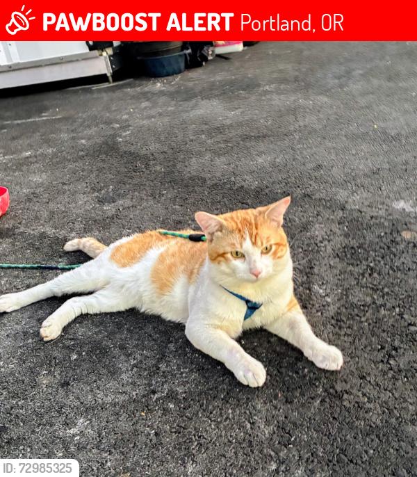 Lost Male Cat last seen Six points, Portland, OR 97203