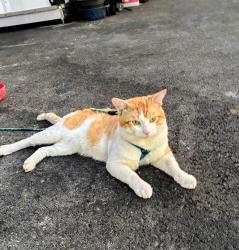 Lost Male Cat last seen Six points, Portland, OR 97203