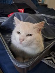 Lost Male Cat last seen Near trevor street, Murrayfield, Pretoria, GP 0184
