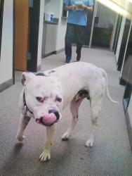 Found/Stray Male Dog last seen Jewelry By Johan, Oakdale, MN 55128