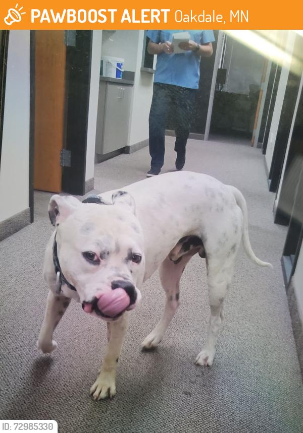 Found/Stray Male Dog last seen Jewelry By Johan, Oakdale, MN 55128