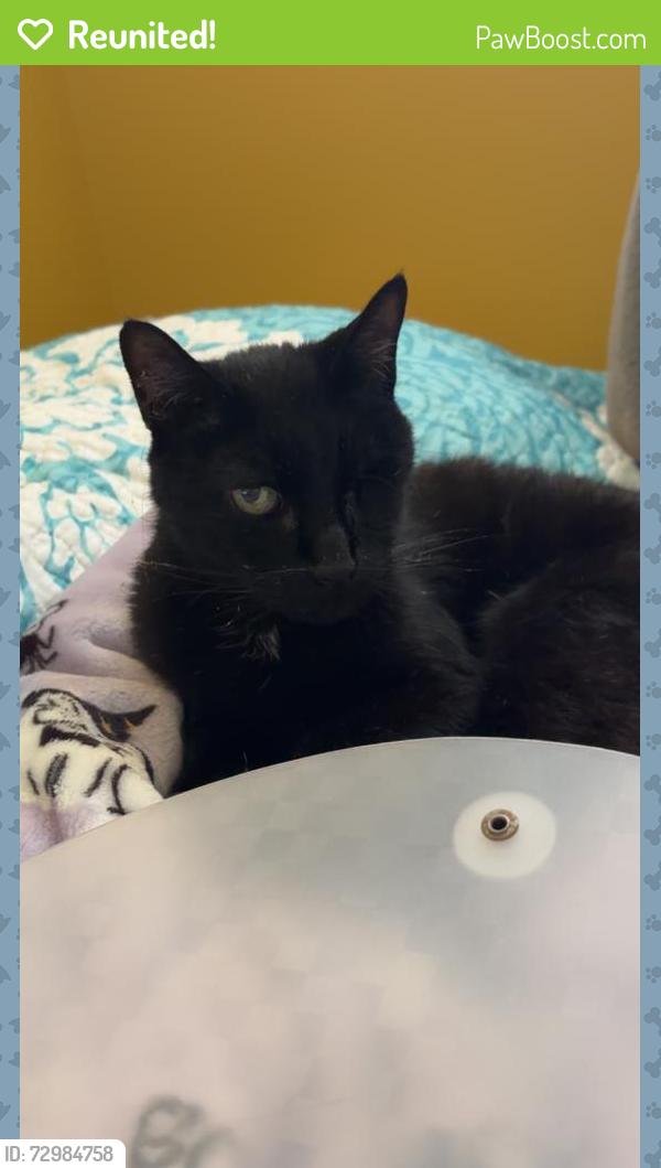 Reunited Female Cat last seen Dogwood elementary , Knoxville, TN 37920
