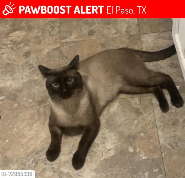 Lost Male Cat last seen by college student apmts, El Paso, TX 79902