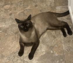 Lost Male Cat last seen by college student apmts, El Paso, TX 79902