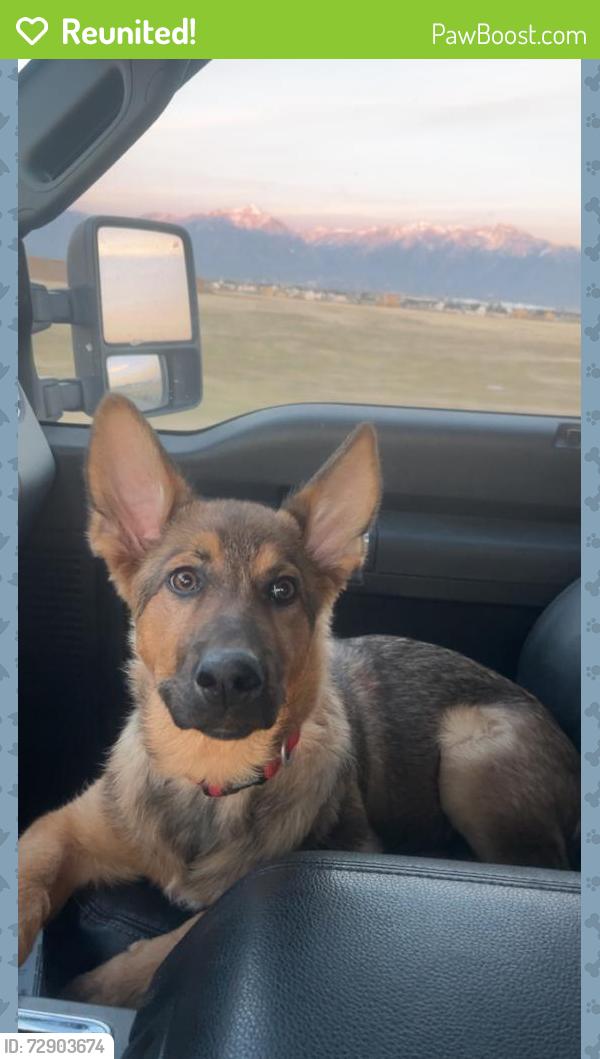 Reunited Female Dog last seen Near Malad street , Boise, ID 83705