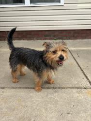 Found/Stray Male Dog last seen Anderson creek club, Anderson Creek, NC 28323
